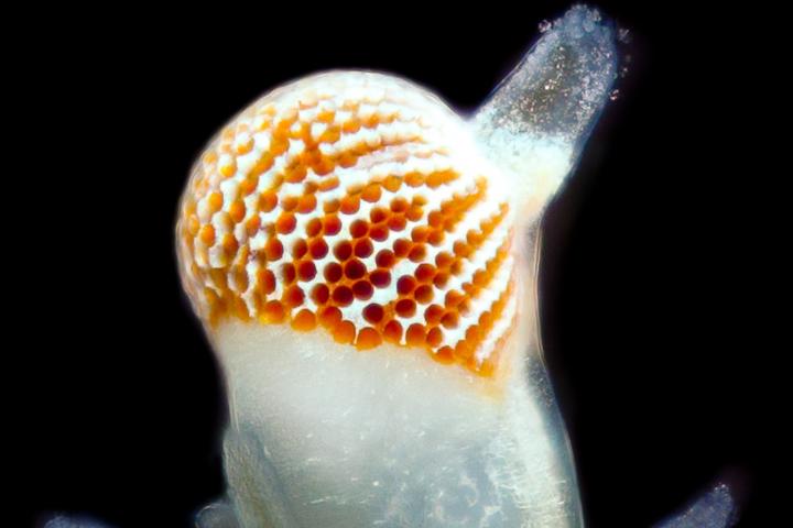 Micrograph of Compound Eye