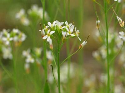 <em>Arabidopsis thaliana</em>