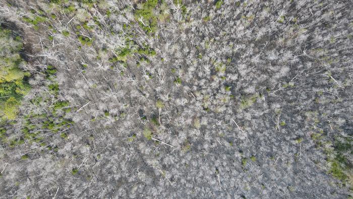 Drone image of the mangrove dieback on HDh. Neykurendhoo in the Maldives.