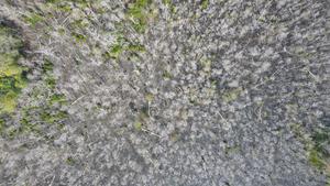 Drone image of the mangrove dieback on HDh. Neykurendhoo in the Maldives.