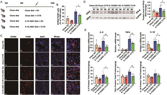 STING signaling pathway is activated in 0.1% DDC cholestasis mice