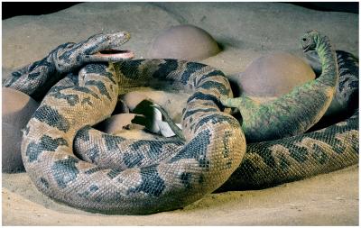 Ancient Snakes ate Dinosaur Babies