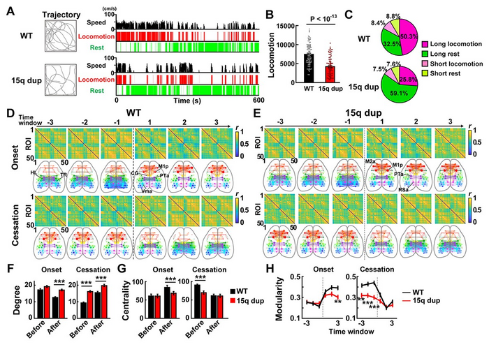 Fig. 2. Cortical functional network abnormalities in a mouse model of autism