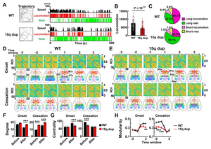 図2. 自閉症モデルマウスにおける皮質機能ネットワーク異常