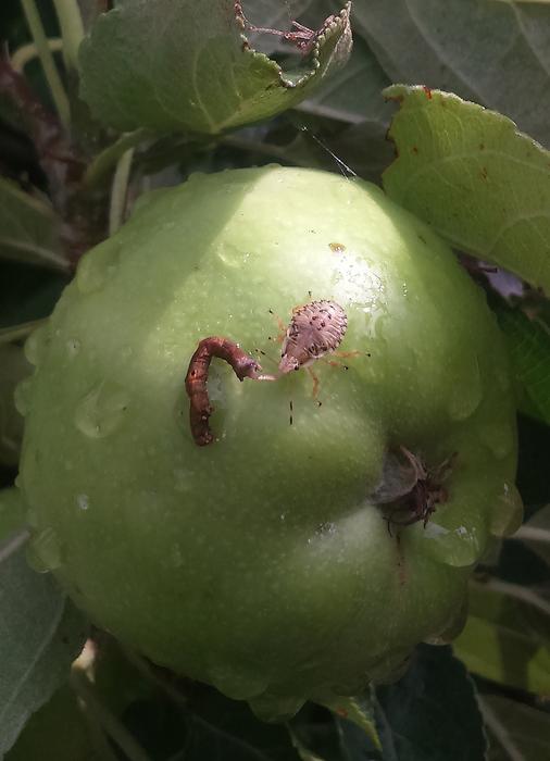 Dock leaf bug (Arma custos) nymph preying on a caterpillar