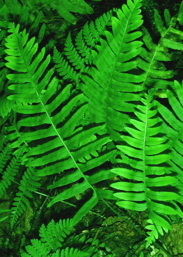 Fern Confusion
