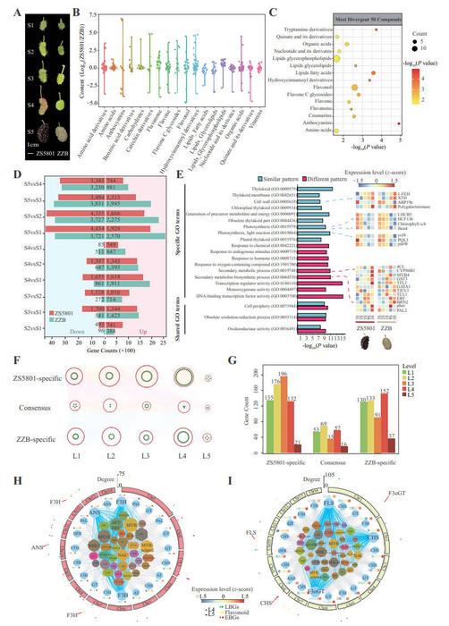 Transcriptional and metabolic patterns associated with fruit color.