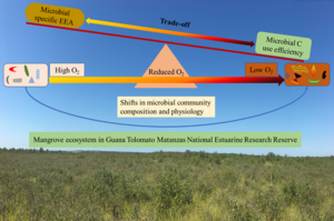 A new strategy for microbial nutrient acquisition under reduced oxygen