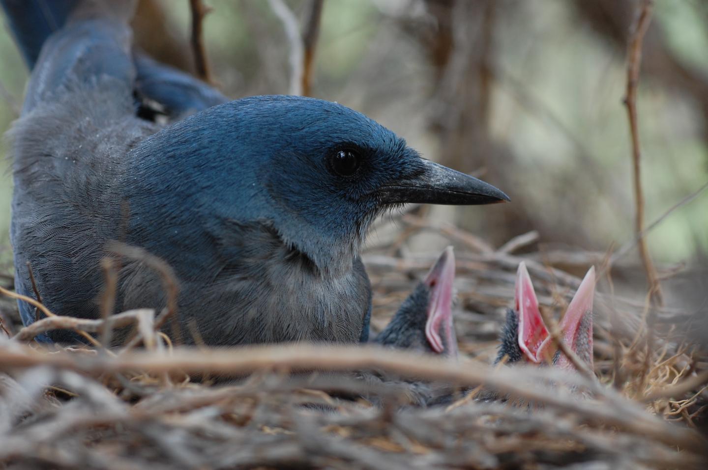 Hummingbirds Near Hawks Benefit from Nest Protection (6 of 9)