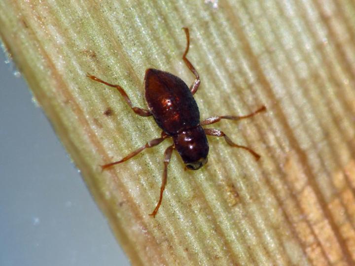 Adult of Podonychus gyobu sp. nov.