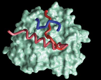 Oldest Known Protein Knot