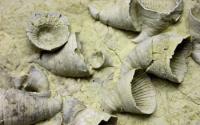 Fossil Horn Corals