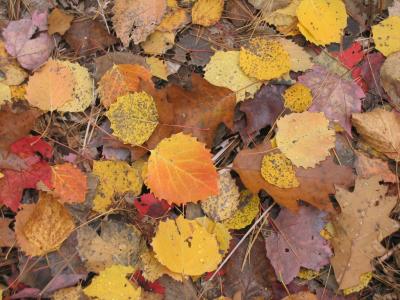 Leaf Litter -- Leaves