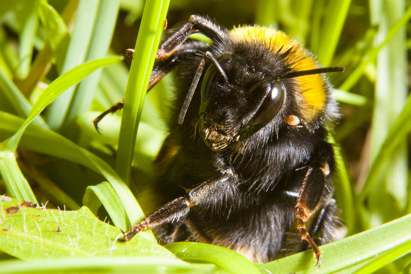 Queen Bumblebee