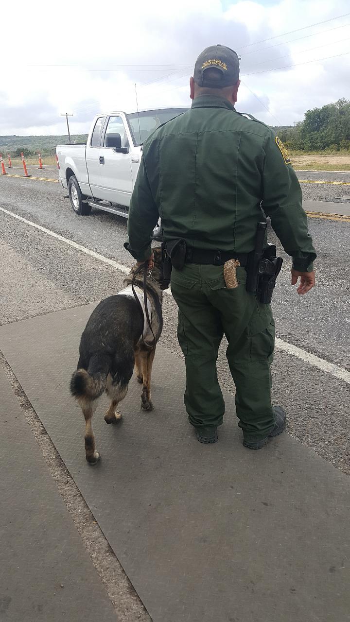 A Border Patrol Dog with the Holter Monitor Applied