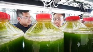 Testing algae for cleaning aquaponics wastewater