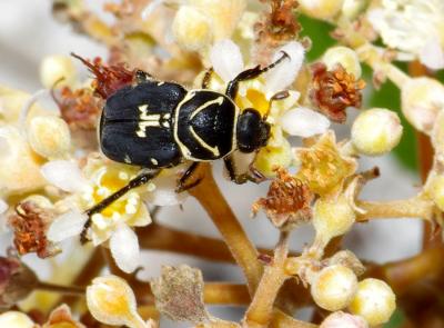 The Scrub Palmetto Scarab