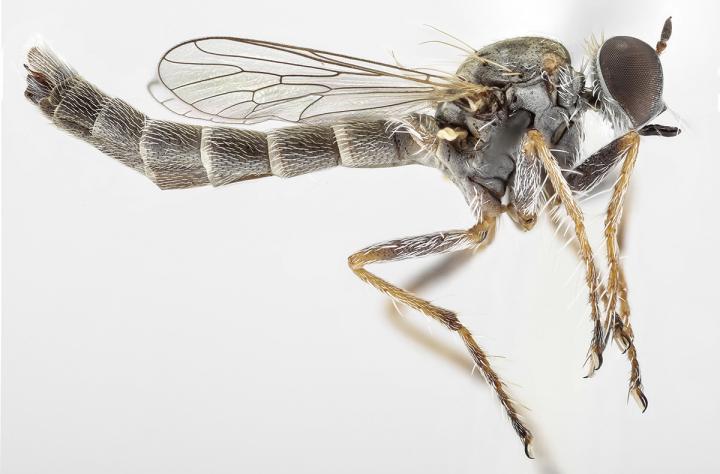 The Newly Discovered Assassin Fly Species