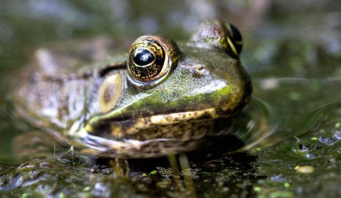 Suburban Frogs