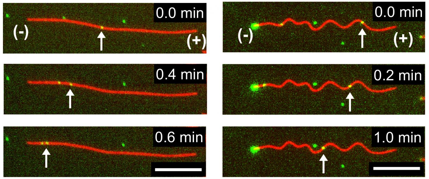 Dynein-cargo transportation along microtubules
