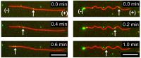 Dynein-cargo transportation along microtubules