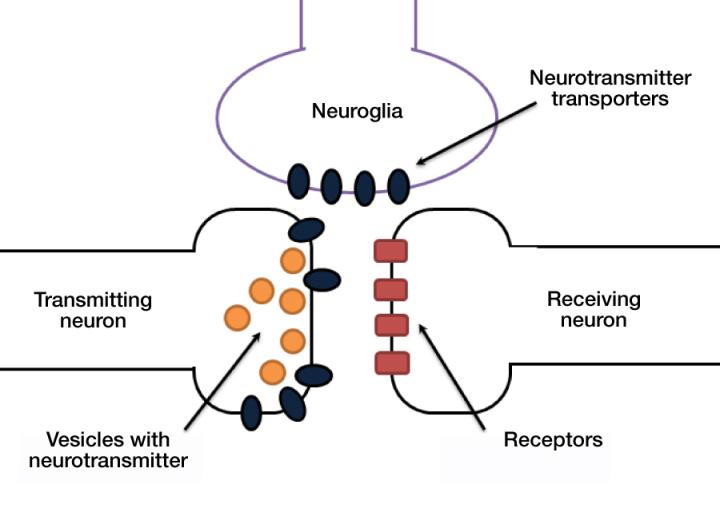 Synapse