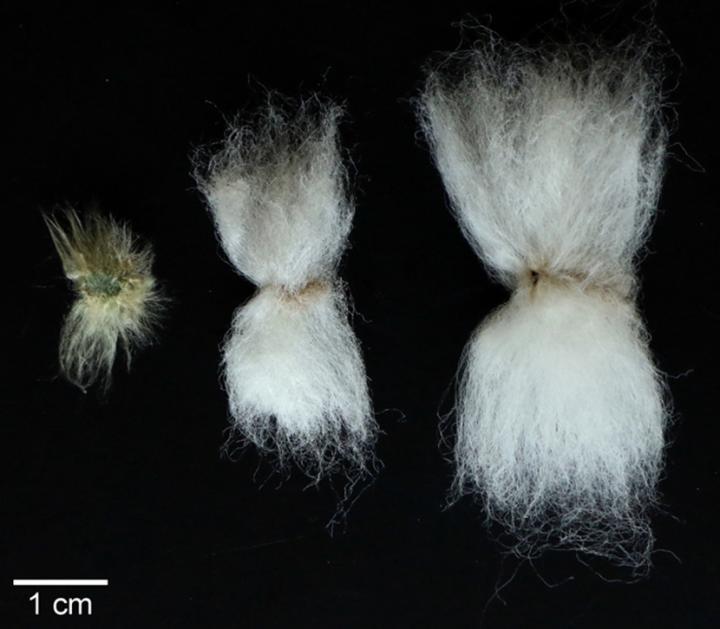 Cotton Fiber Comparison