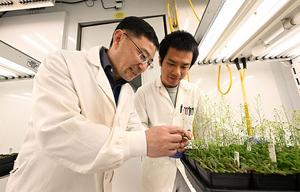 Brookhaven Lab biologists Chang-Jun Liu and Xianhai Zhao