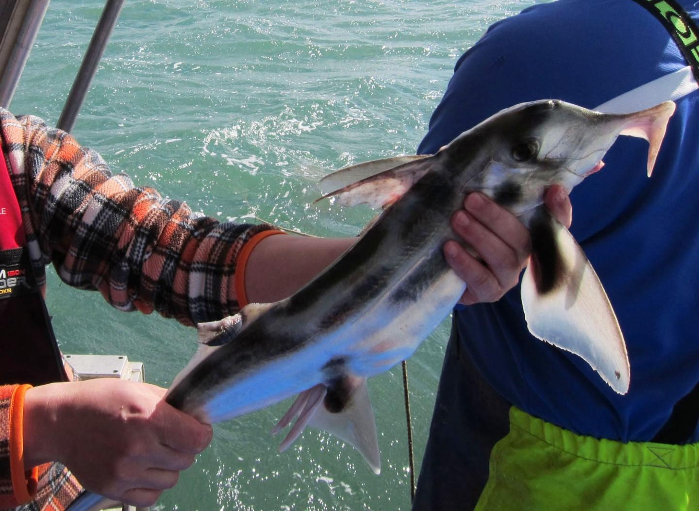 Elephant Shark