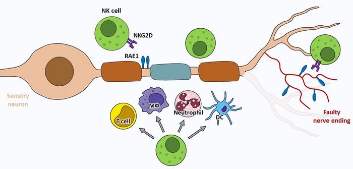 NK cells and neuropathic pain