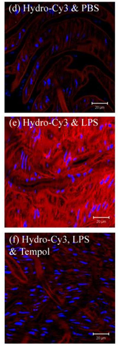 Hydrocyanine Explant