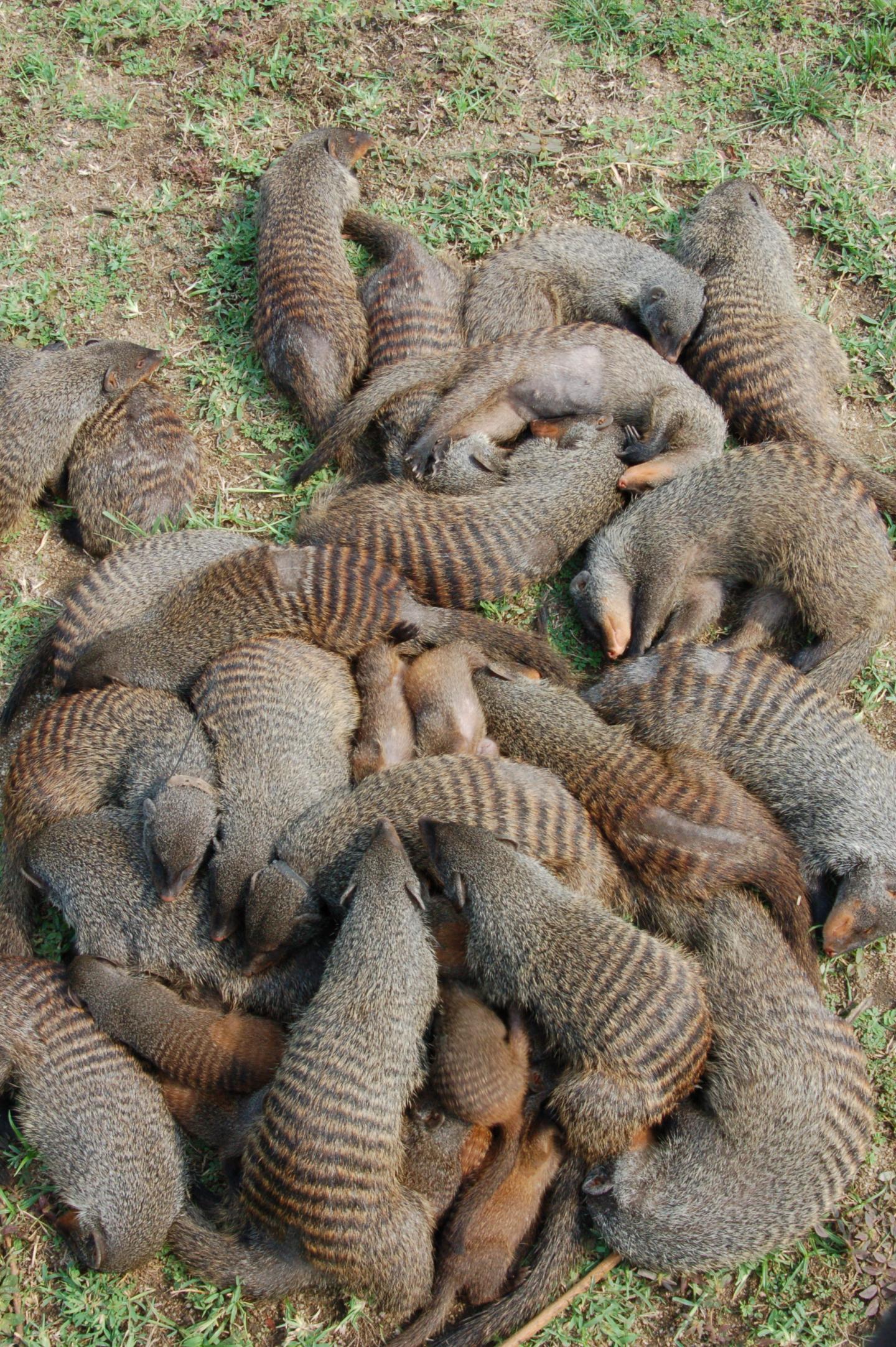 Pile of Mongooses