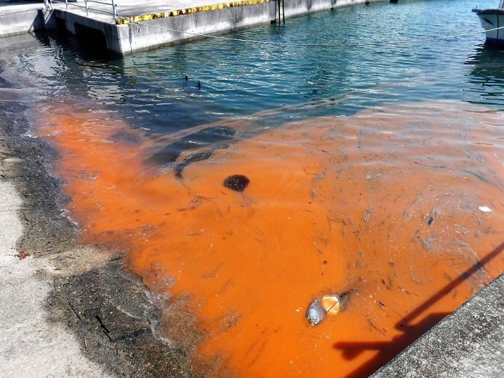 harmful algal bloom