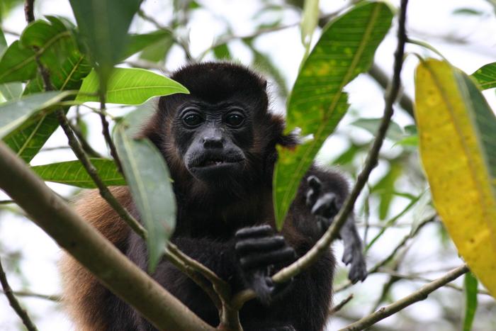 Howler Monkey