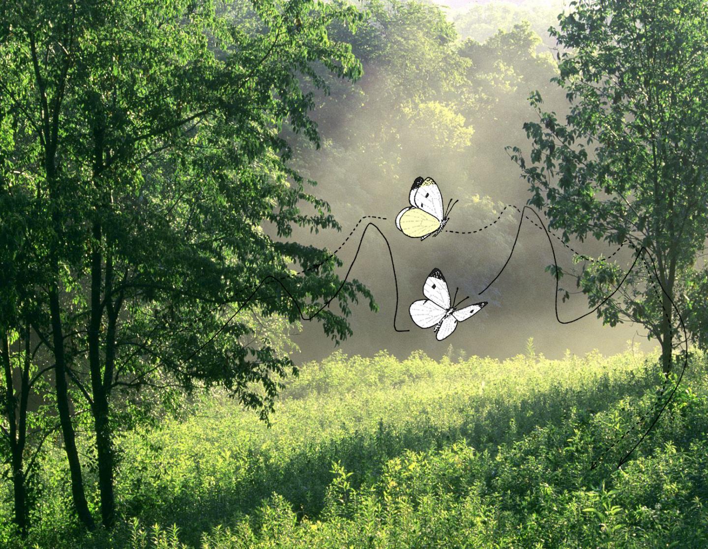 Mating <i>Pieris rapae</i> Cabbage White Butterflies