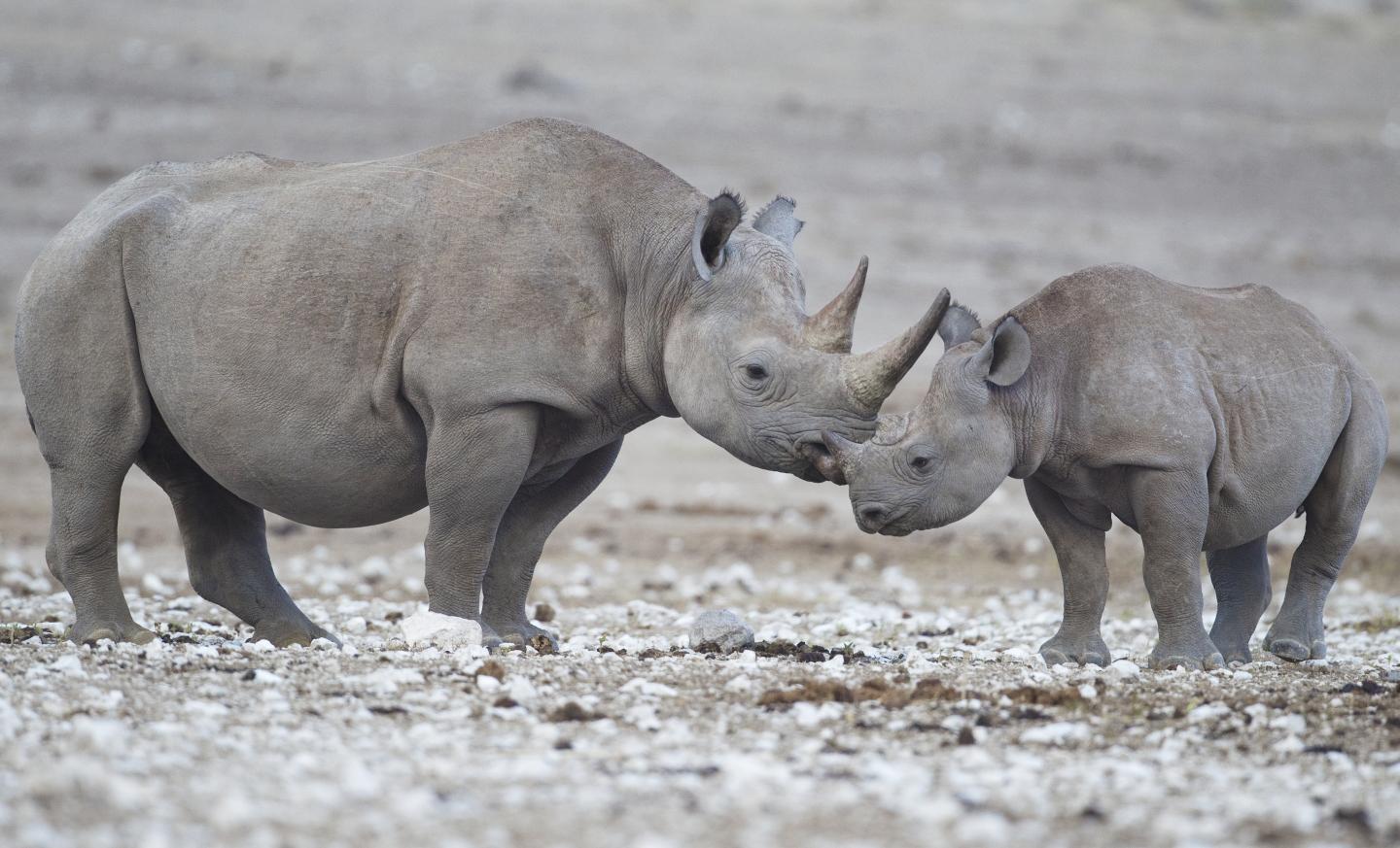 Black Rhino and Calf