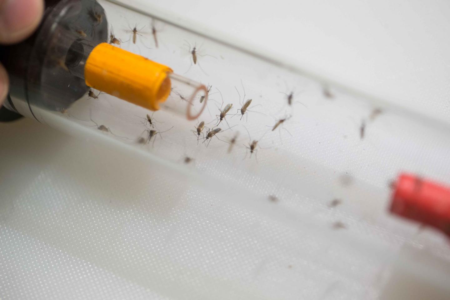 Vial of Mosquitoes