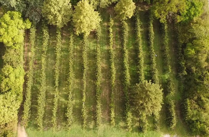 Study site planted with Abate Fetel pear trees in Emilia Romagna