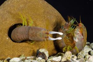 Mantis Shrimp Strikes