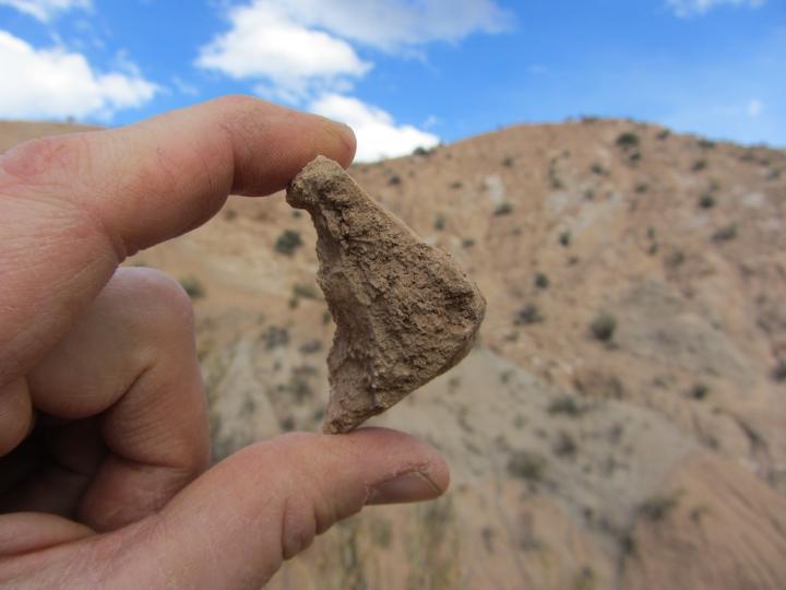 Fossil Shell Found Near Quebrada Honda, Bolivia