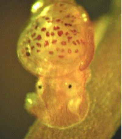 Transforming Aplysia californica