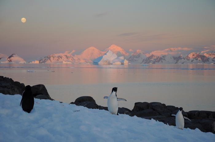 Penguins and a seal on the Antarctic Peninsula