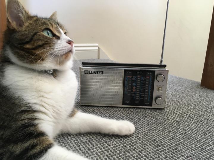 The 'purrfect' music for calming cats | EurekAlert!