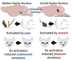 Contrasting functions of the median raphe nucleus serotonergic nerve and the dorsal raphe nucleus serotonergic nerve