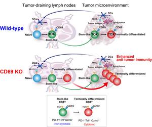 Schematic diagram to show the mechanism of CD69 action on the stem-like and terminally differentiated CD8+ T cells in wild-type and CD69-deficient mice