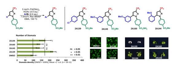 Synthesis of the Compounds and Their Effect on the Number of Plant Stomata