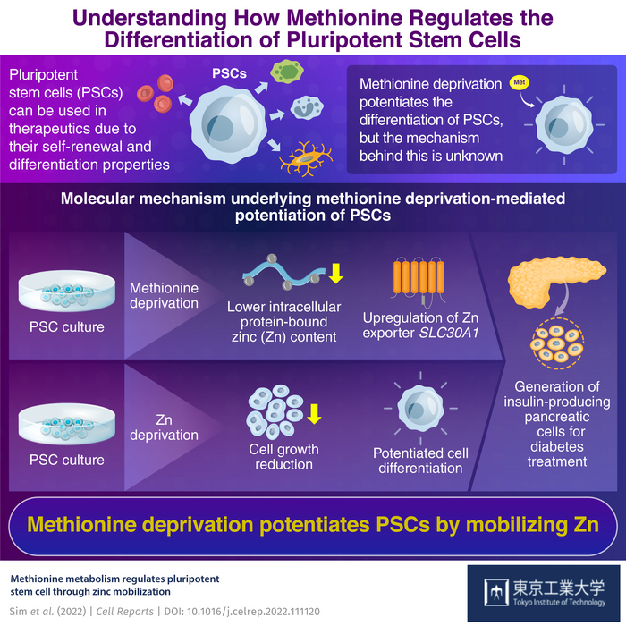 Understanding how methionine regulates the differentiation of pluripotent stem cells