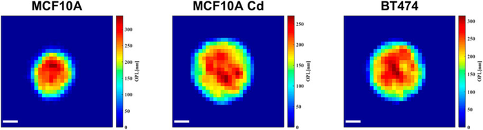 Single Cell Images