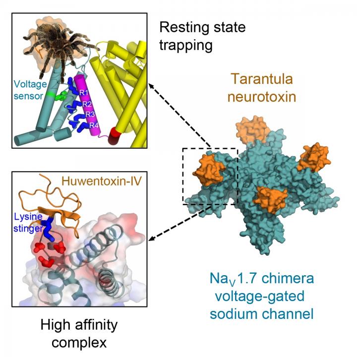 Graphic abstract for tarantula toxin study