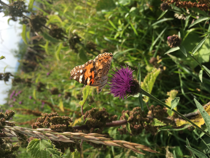 Painted lady butterfly (Vanessa cardui) on knapweed